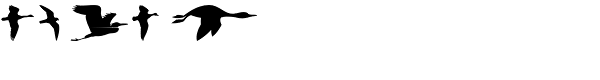 Birds Flying Font OTHER CHARS