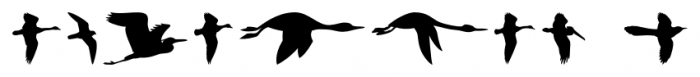 Birds Flying Regular Font OTHER CHARS