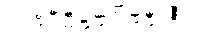 Canvas Rena Flowers B Font OTHER CHARS