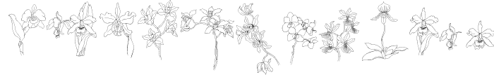 Orchids Regular Font LOWERCASE