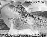 I would very much appreciate any help in identifying this font that I seem to have lost. Thank you!  Font sample uploaded by Carolyn to identify the typeface on WhatFontIs