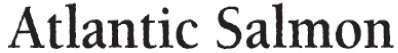 ATLANTIC SALMON Font sample to identify the typeface on WhatFontIs