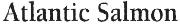 ATLANTIC SALMON Font sample uploaded by elvegeorge to identify the typeface on WhatFontIs
