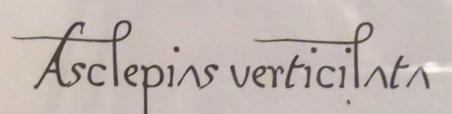 Can you identify this beautiful font? Font sample to identify the typeface on WhatFontIs