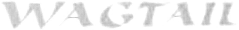 Wagtail Font sample to identify the typeface on WhatFontIs