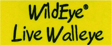 WildEye font name Font sample to identify the typeface on WhatFontIs